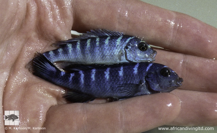 Chindongo sp. 'demasoni mozambique'